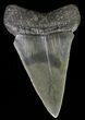 Large, Fossil Mako Shark Tooth - South Carolina #70513-1